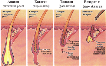 Цикл роста волос
